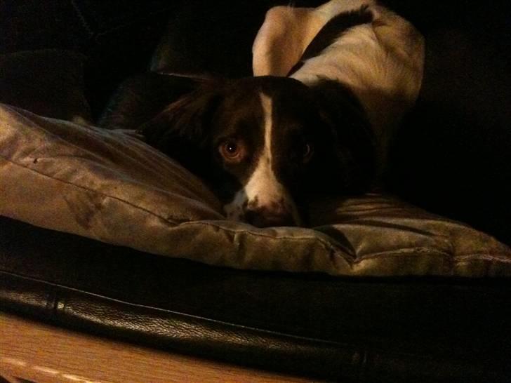 Engelsk springer spaniel Bonnie billede 13