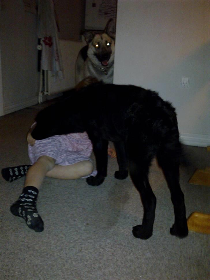 Labrador retriever Laban R.I.B billede 4