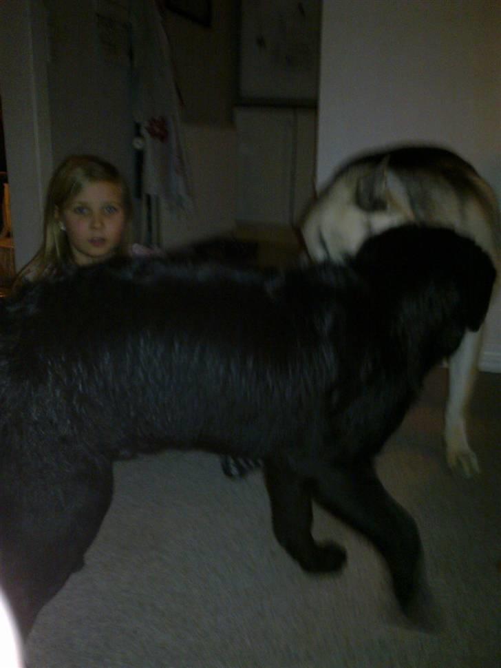 Labrador retriever Laban R.I.B billede 5