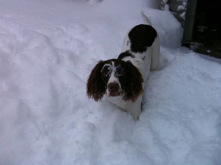 Engelsk springer spaniel Bonnie billede 14