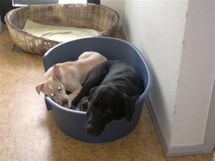 Blanding af racer Luka - Vi kan godt dele Blackie :D billede 12