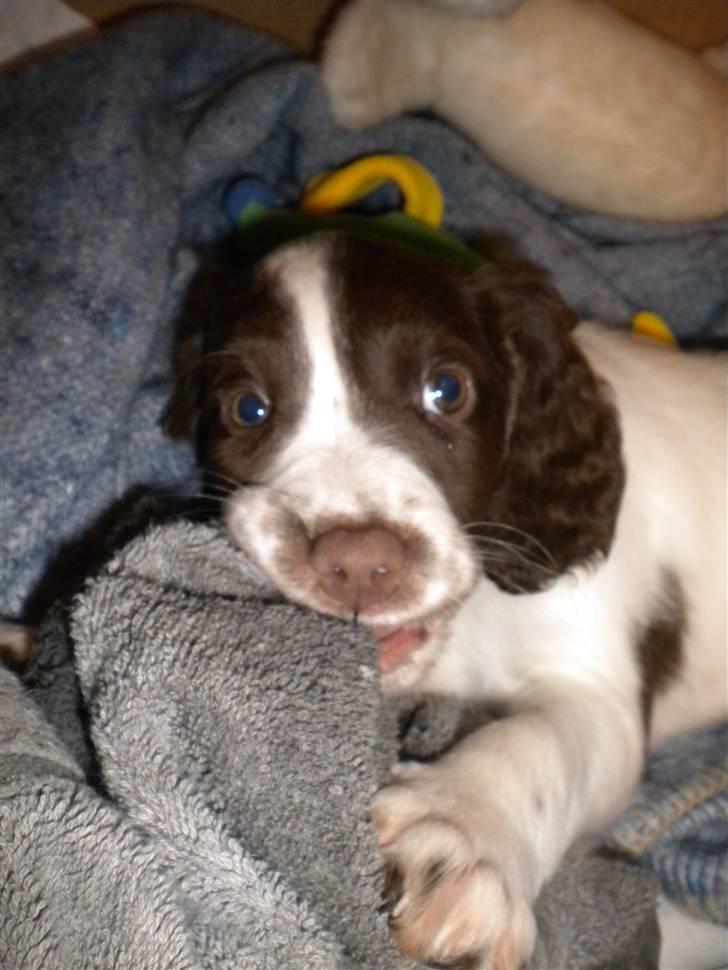 Engelsk springer spaniel Bonnie - Bonnie´s første dag hjemme billede 15