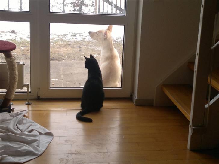 Blanding af racer Luka - Bedste venner :´) billede 13