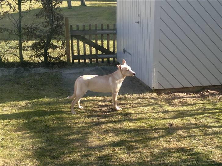 Blanding af racer Luka billede 14