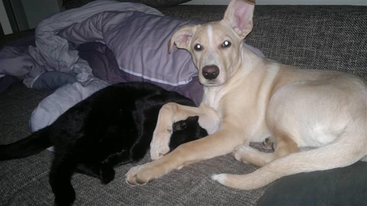 Blanding af racer Luka billede 15