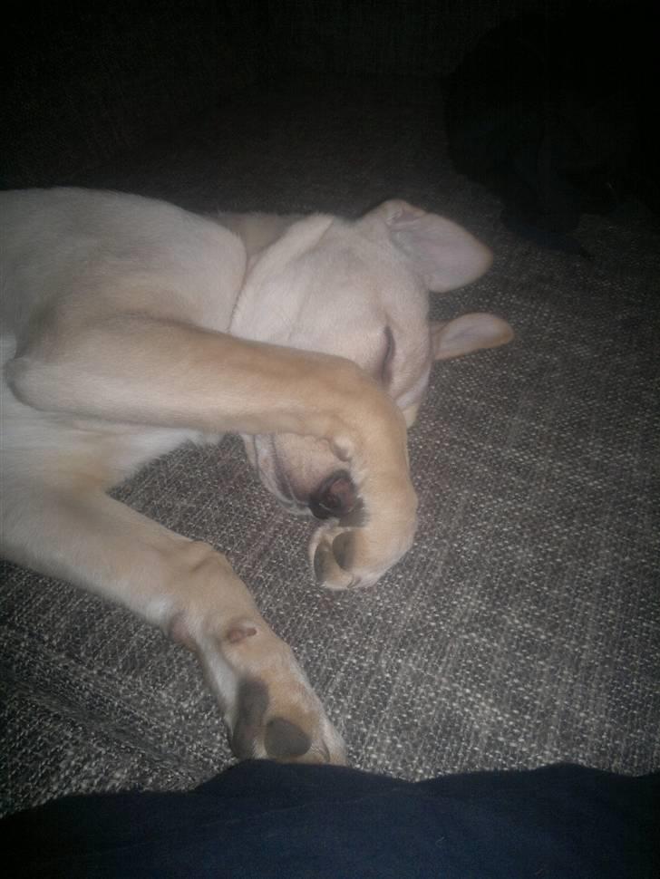 Blanding af racer Luka - Puuh du lugter ;) billede 16