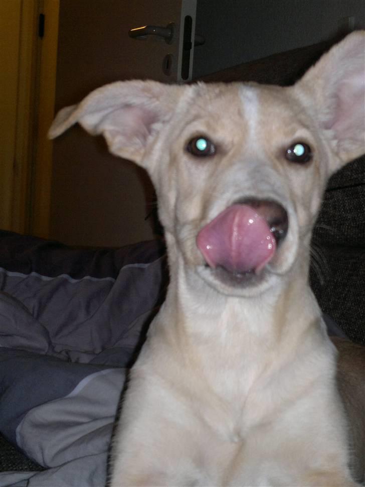 Blanding af racer Luka - Mhhh  billede 17