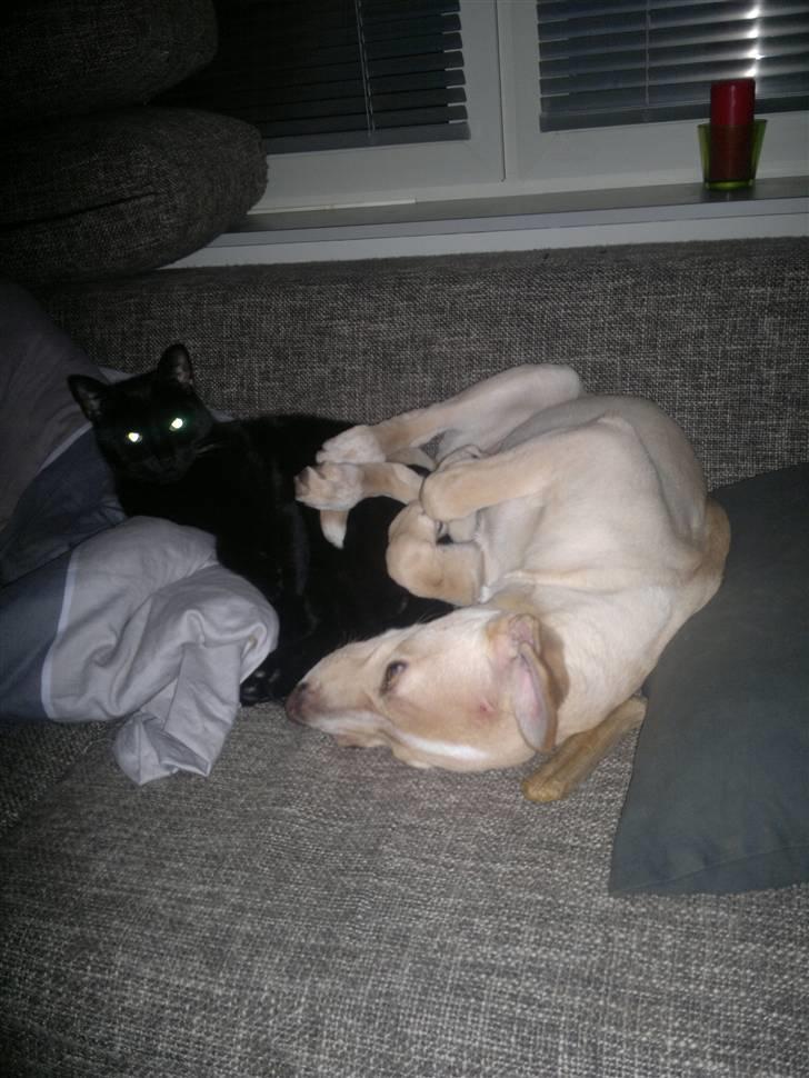 Blanding af racer Luka billede 18