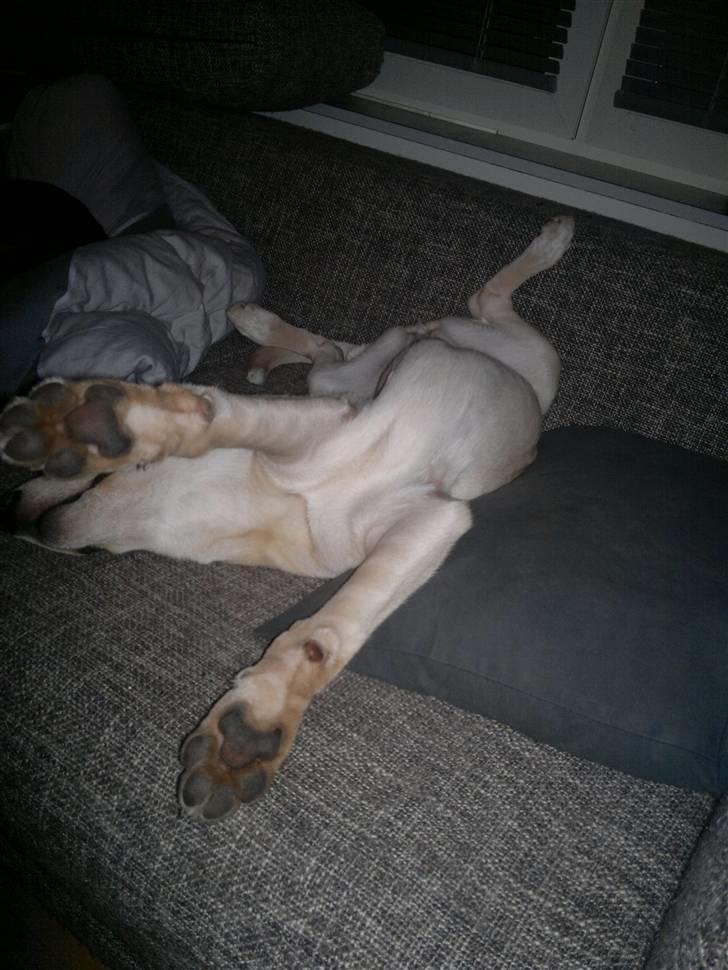 Blanding af racer Luka - Dyyyyb søvn ;) billede 19