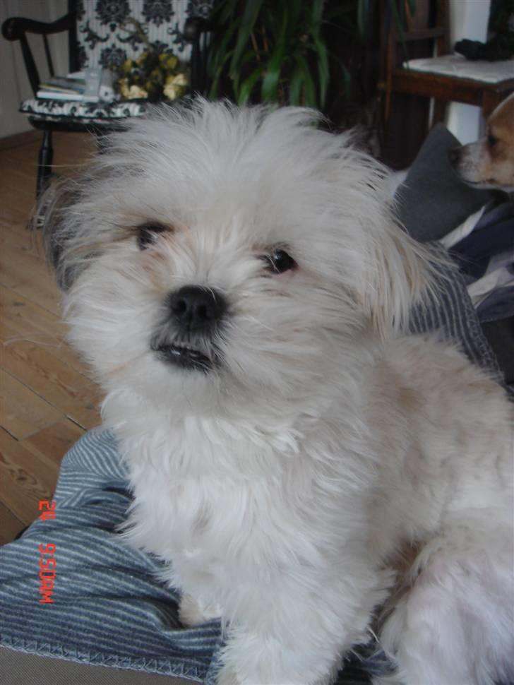 Blanding af racer Boomer - Lupa billede 1