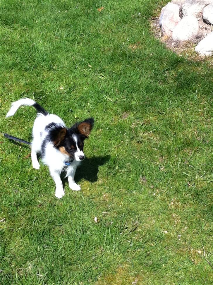 Papillon Springfield Cing Lobo billede 7