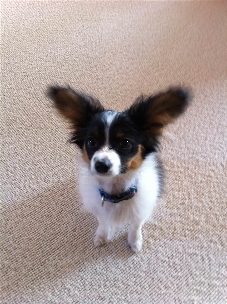 Papillon Springfield Cing Lobo billede 8