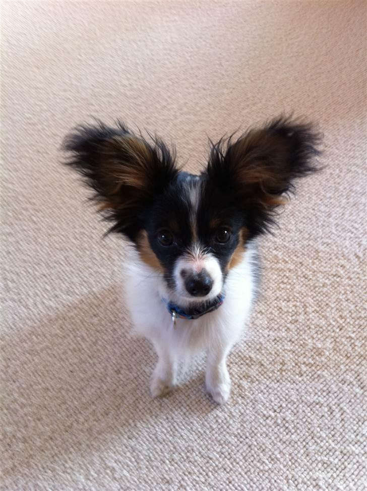 Papillon Springfield Cing Lobo billede 9