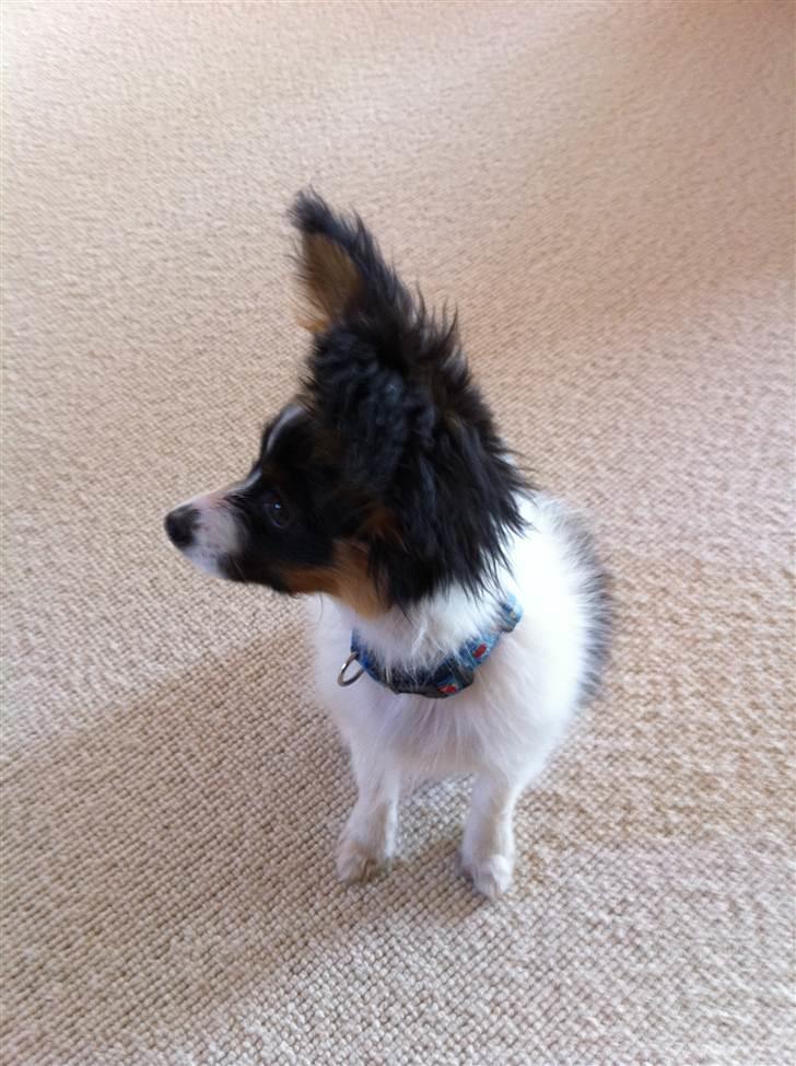 Papillon Springfield Cing Lobo billede 10