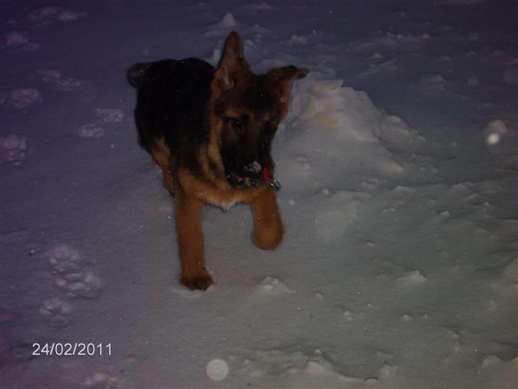 Schæferhund LEIKA billede 6