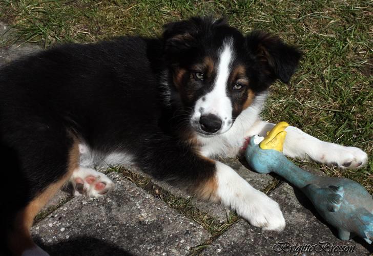 Border collie Jett R.I.P billede 46