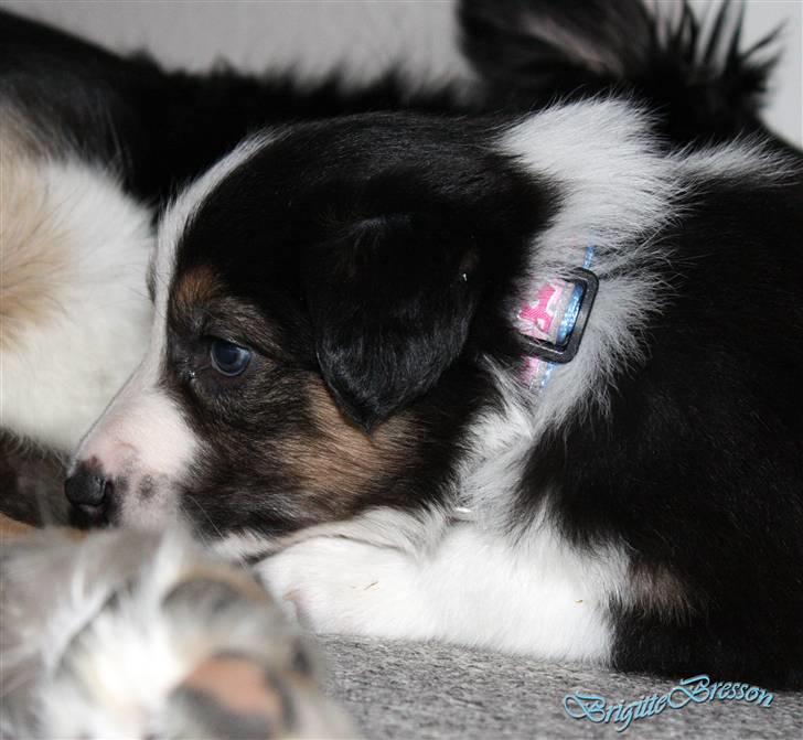 Border collie Jett R.I.P billede 48