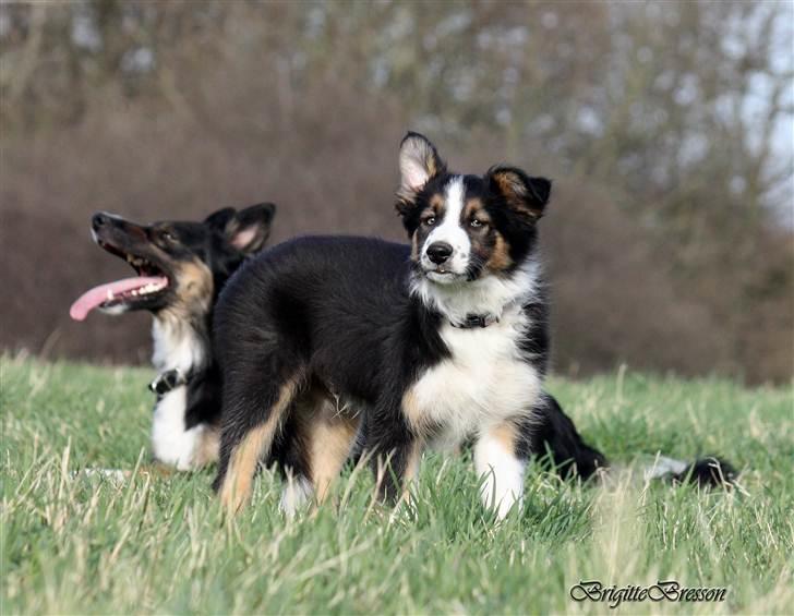 Border collie Jett R.I.P billede 47