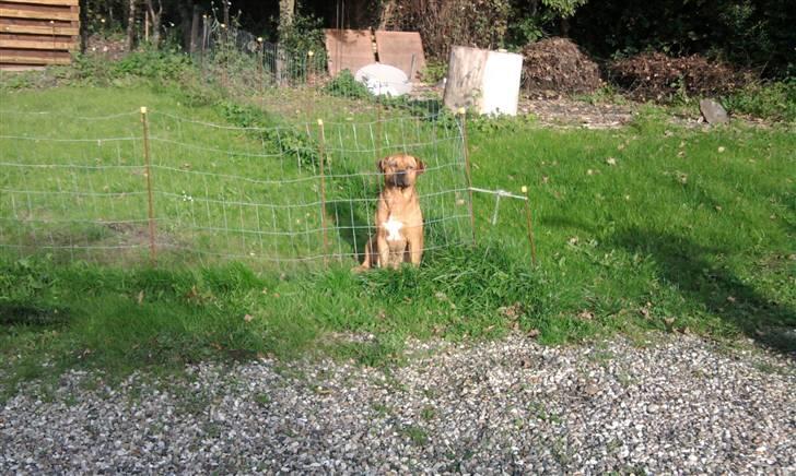 Amerikansk staffordshire terrier Bufas billede 9