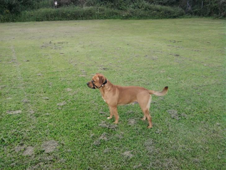 Amerikansk staffordshire terrier Bufas billede 10