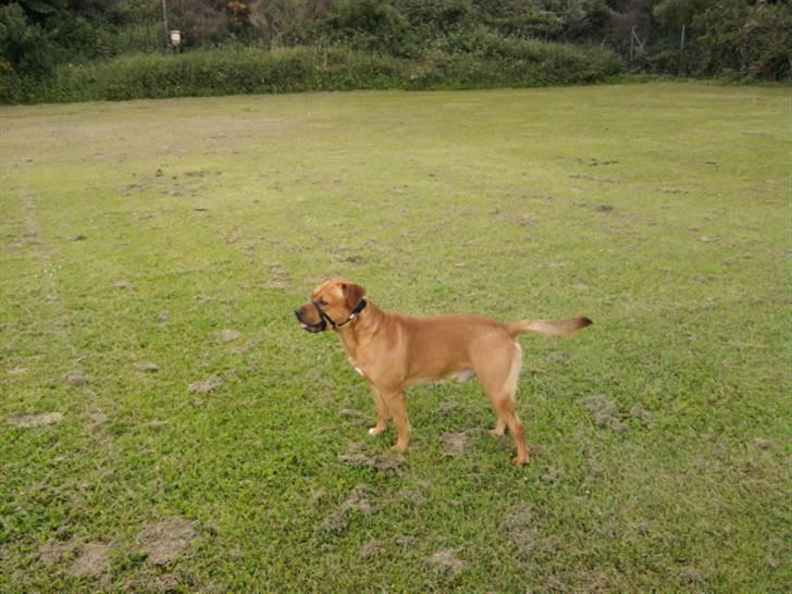 Amerikansk staffordshire terrier Bufas billede 11