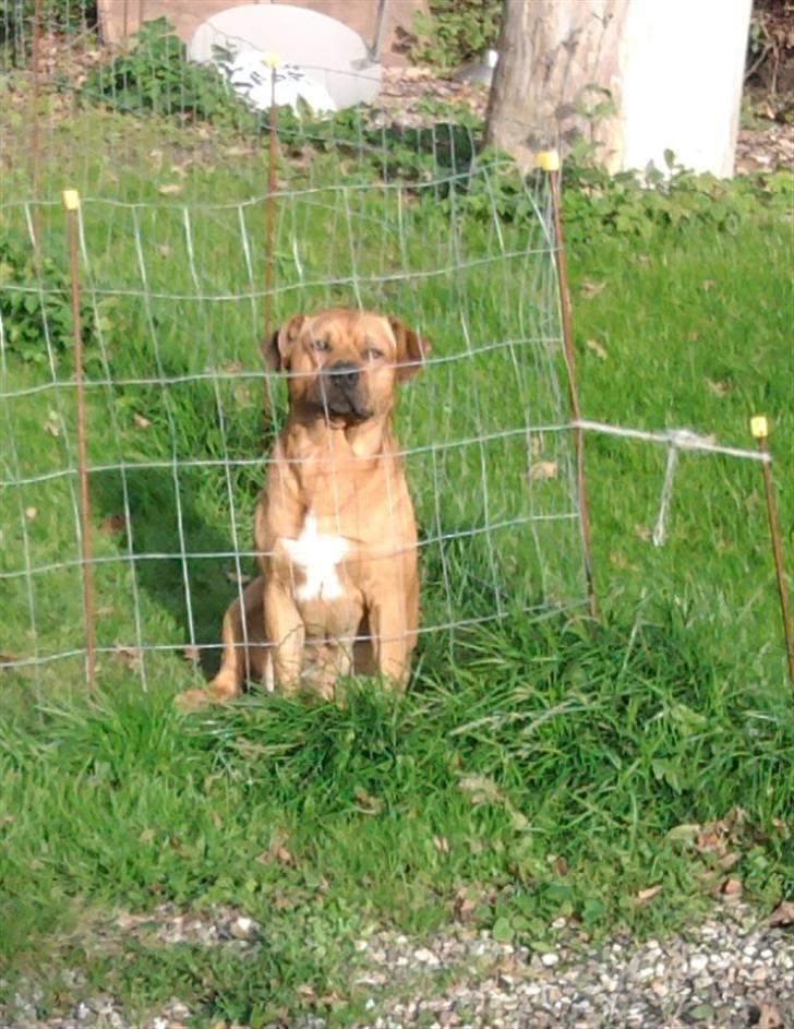 Amerikansk staffordshire terrier Bufas billede 12