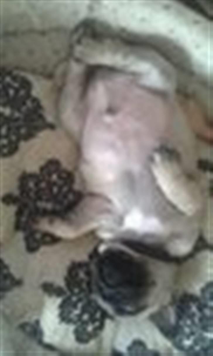 Mops Ludvig - Lille Ludvig tager en lille lur billede 1