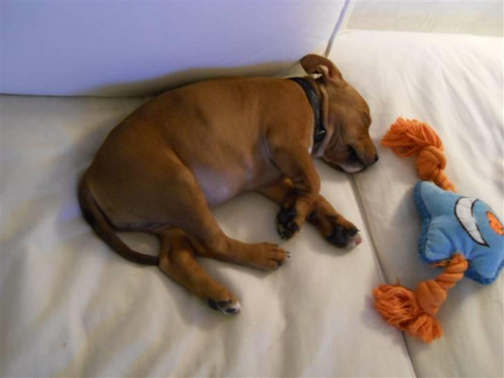 Staffordshire bull terrier Tovdal Bullet billede 18