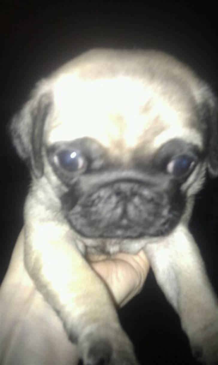 Mops Ludvig - Er jeg ikke dejlig..... billede 2