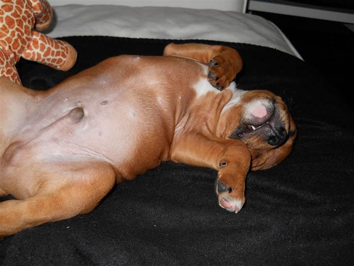 Staffordshire bull terrier Tovdal Bullet billede 19