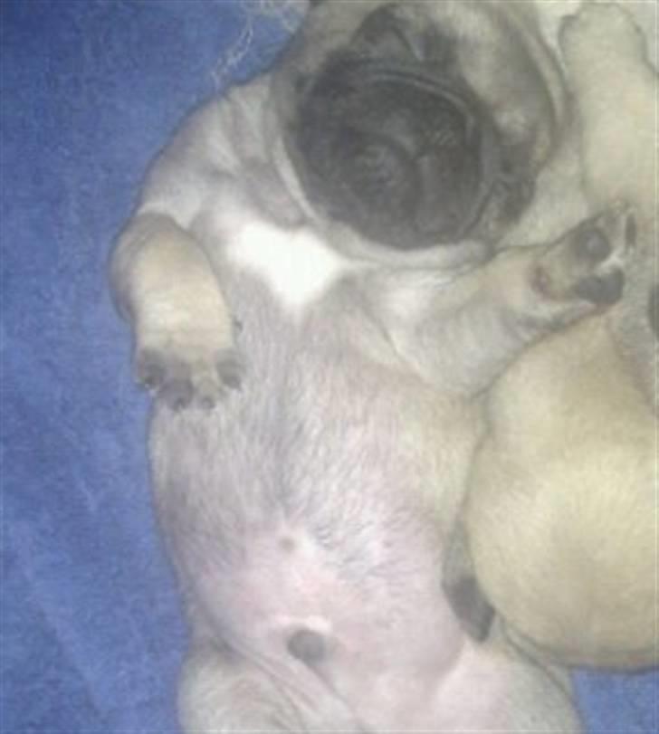 Mops Ludvig - Goooodnat :-) billede 3