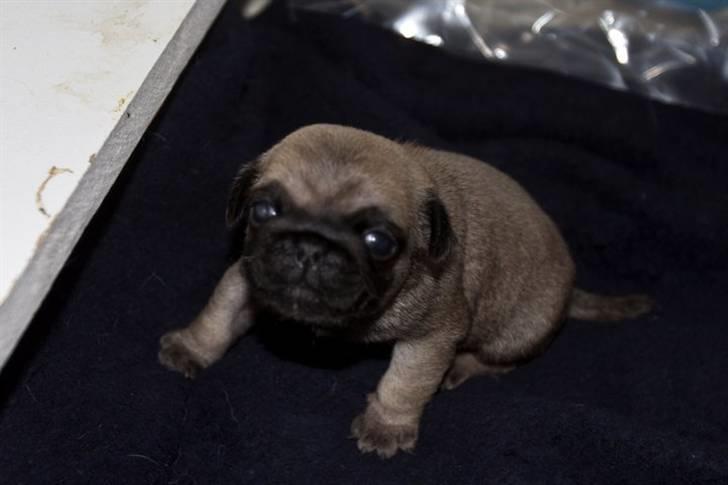 Mops Ludvig - Lille Ludvig billede 4