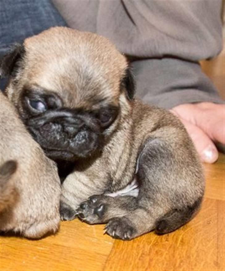 Mops Ludvig - Her er jeg ikke ret gammel billede 5