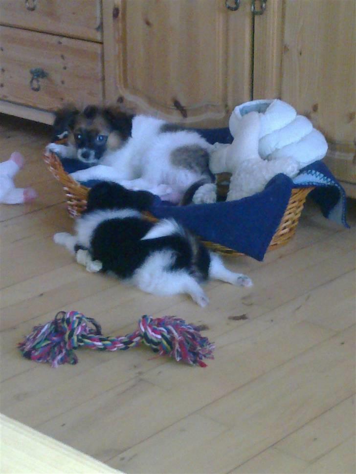 Papillon Malou My Dream - Så hygge sover vi lidt.. billede 6