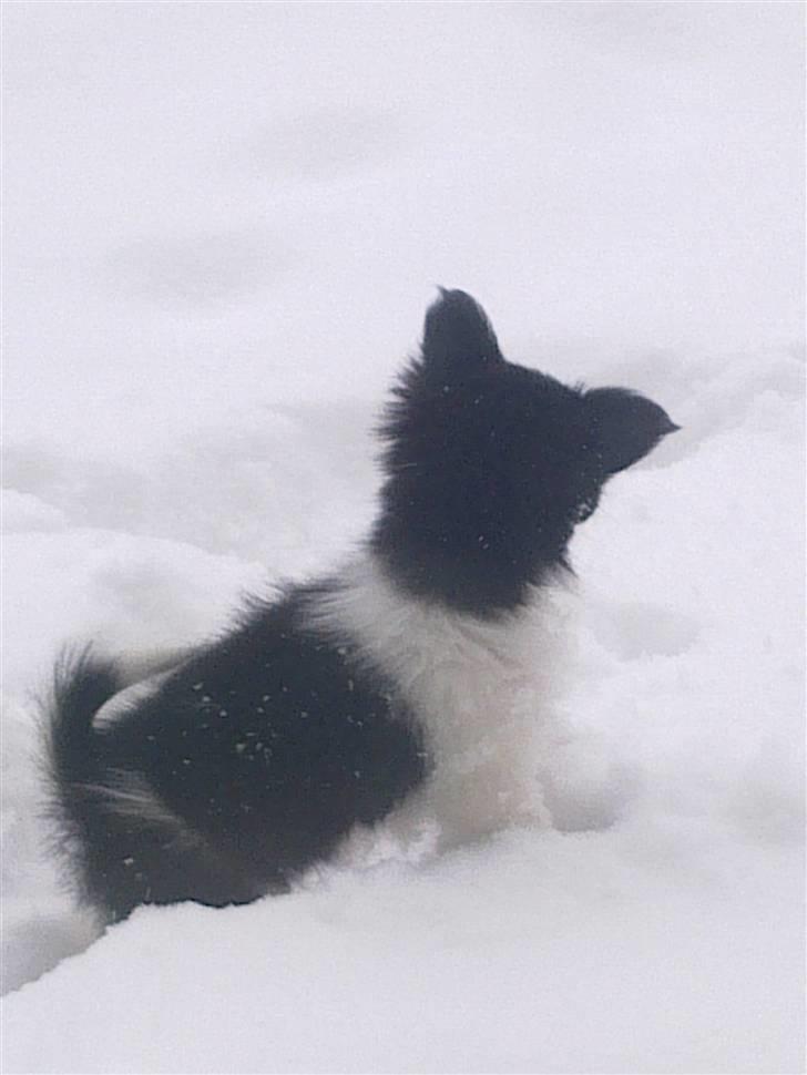 Papillon Malou My Dream - 17 feb 2011 hvor skal jeg tisse hende billede 7