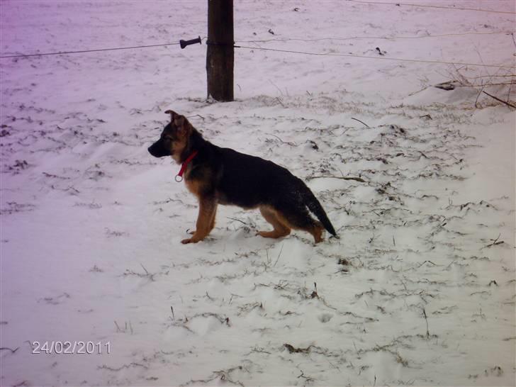 Schæferhund LEIKA billede 9