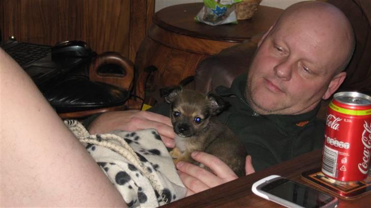 Chihuahua Høier's Nuggi - Min skønne mand og Nuggi i en hyggestund billede 15
