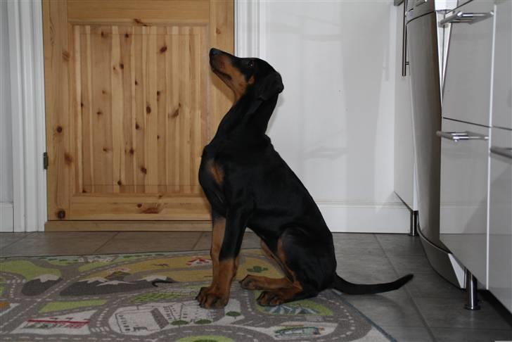 Dobermann GOF Fearless Fairy - Fairy 14 uger billede 12