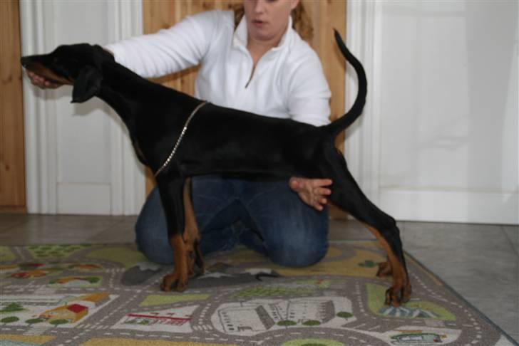 Dobermann GOF Fearless Fairy - 14 Uger billede 13