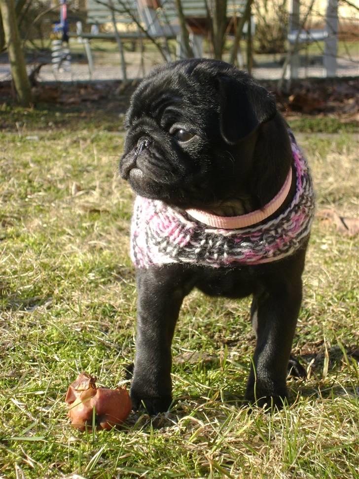 Mops Asta billede 17