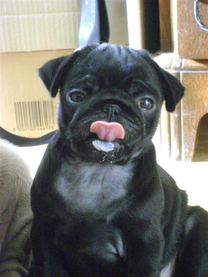 Mops Asta billede 18