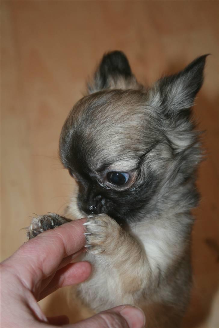 Chihuahua Bim Bim (Lulu (2010-2011) billede 1