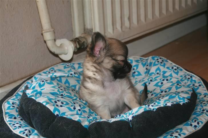 Chihuahua Bim Bim (Lulu (2010-2011) billede 2