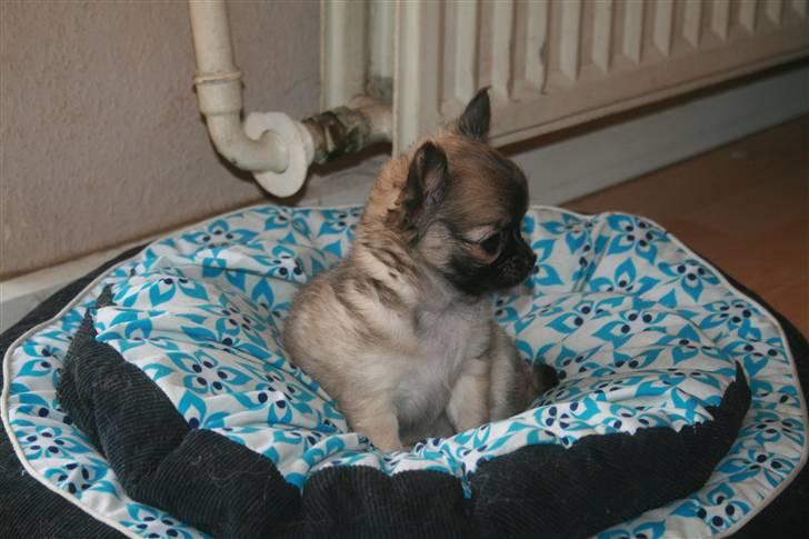 Chihuahua Bim Bim (Lulu (2010-2011) billede 3