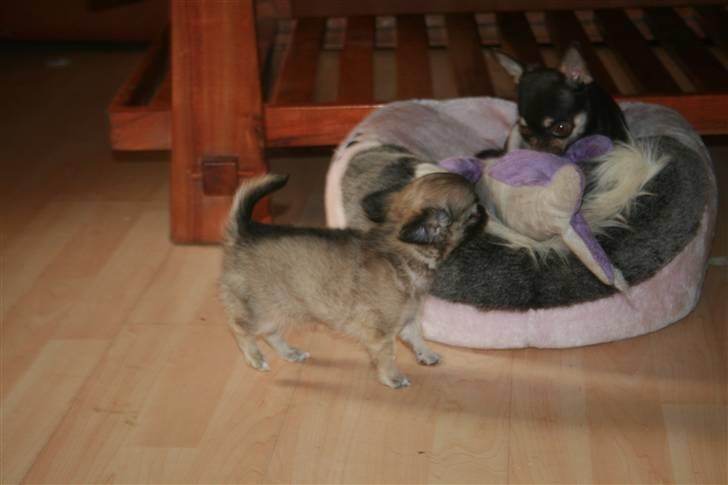 Chihuahua Bim Bim (Lulu (2010-2011) billede 4