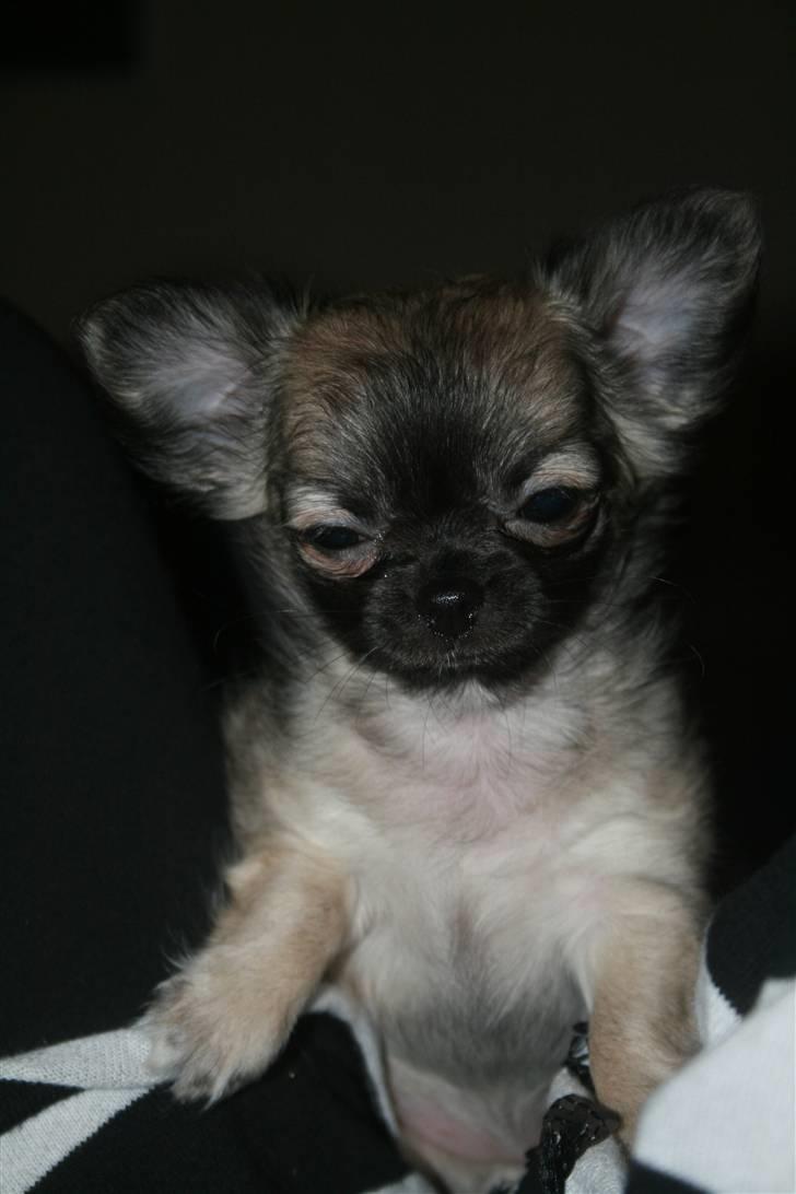 Chihuahua Bim Bim (Lulu (2010-2011) billede 5
