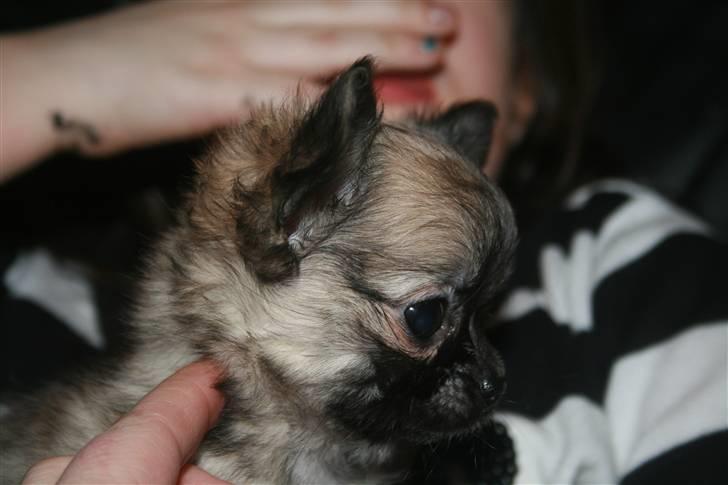 Chihuahua Bim Bim (Lulu (2010-2011) billede 6