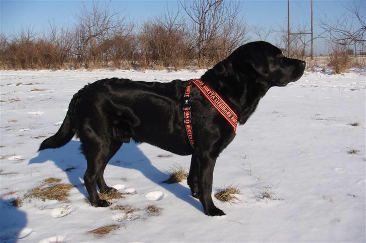 Labrador retriever Charlie - Charlie med sin ORANGE Hurtta Lifeguard-sele. billede 12