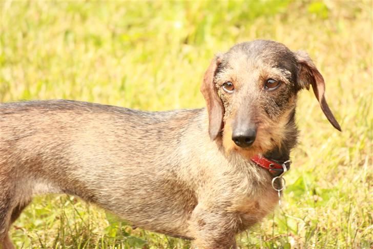 Dværggravhund Trille ( Galla) billede 1