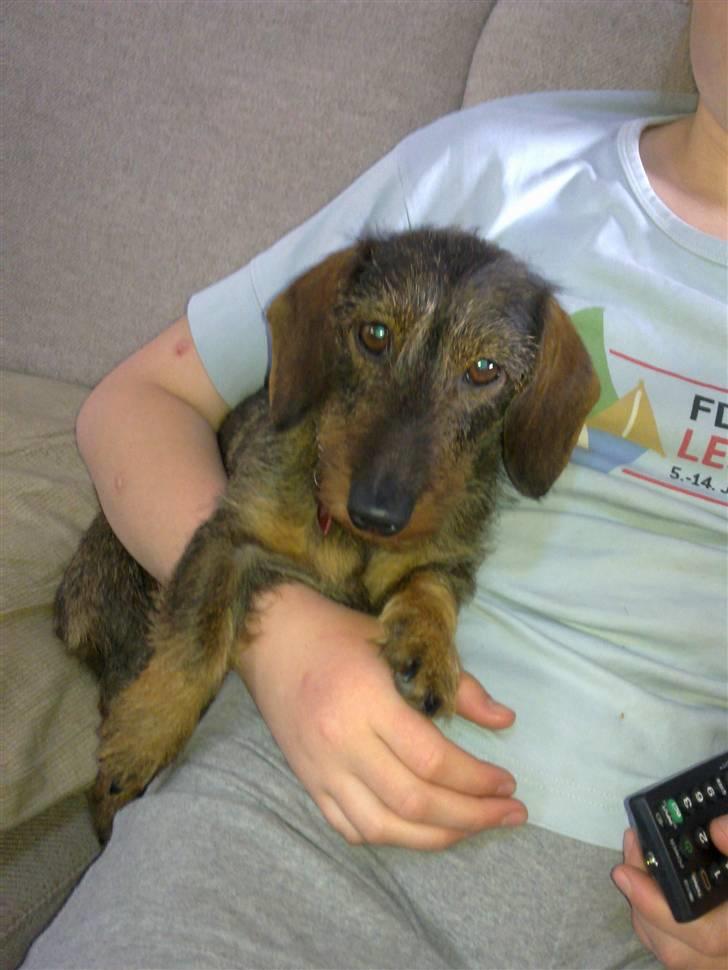 Dværggravhund Trille ( Galla) billede 3